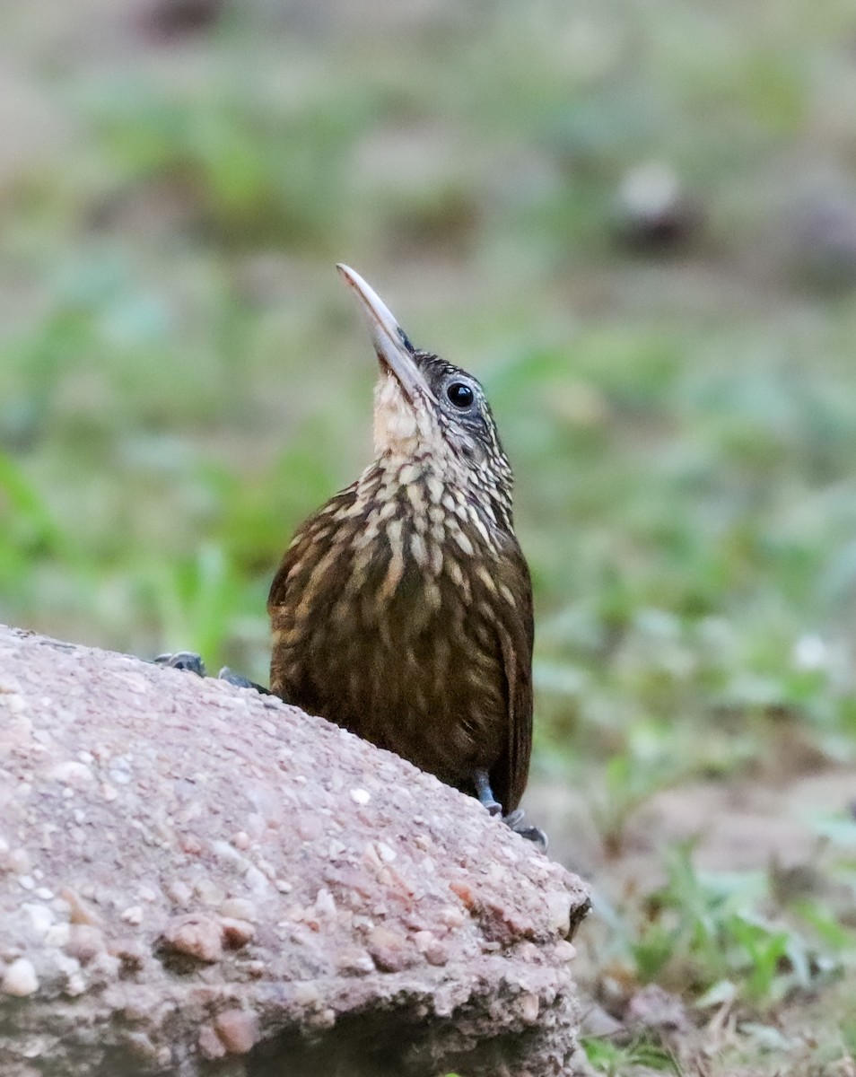 Buff-throated Woodcreeper - ML646193138