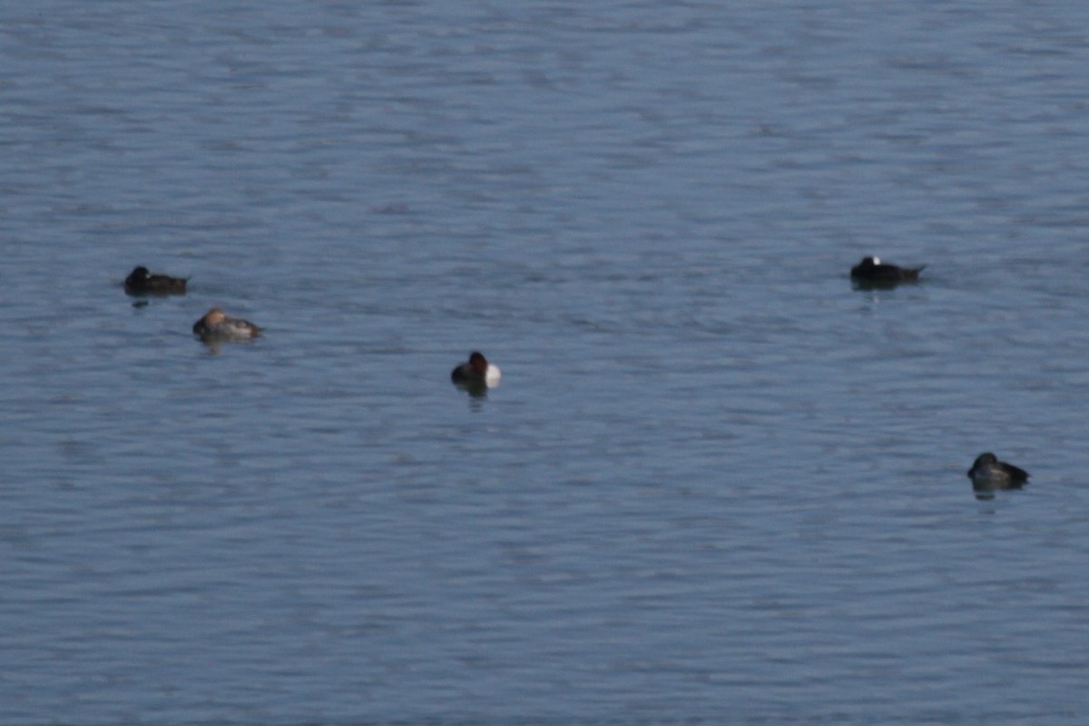 turpan pestrozobý - ML646193139