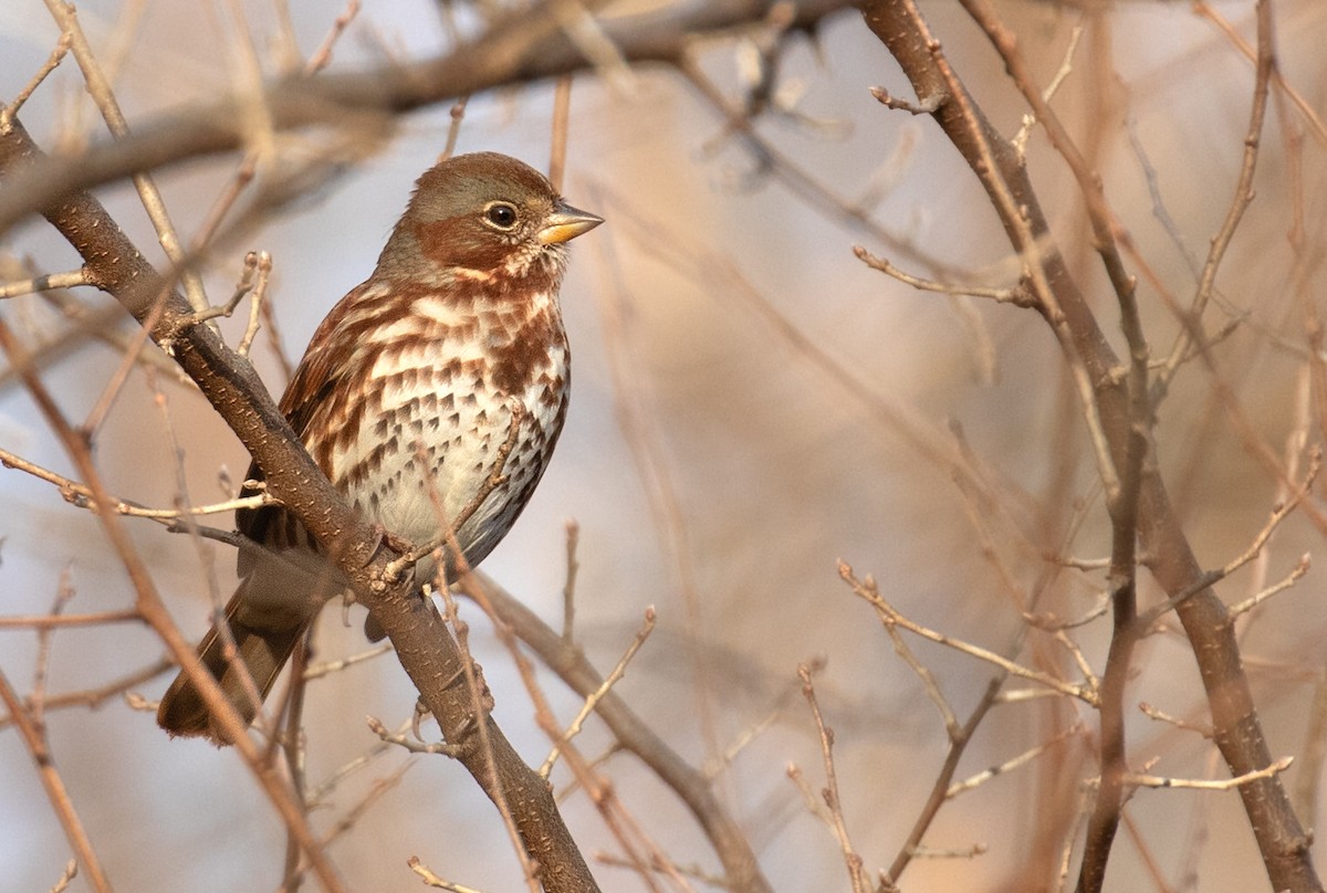 Fox Sparrow (Red) - ML646193144