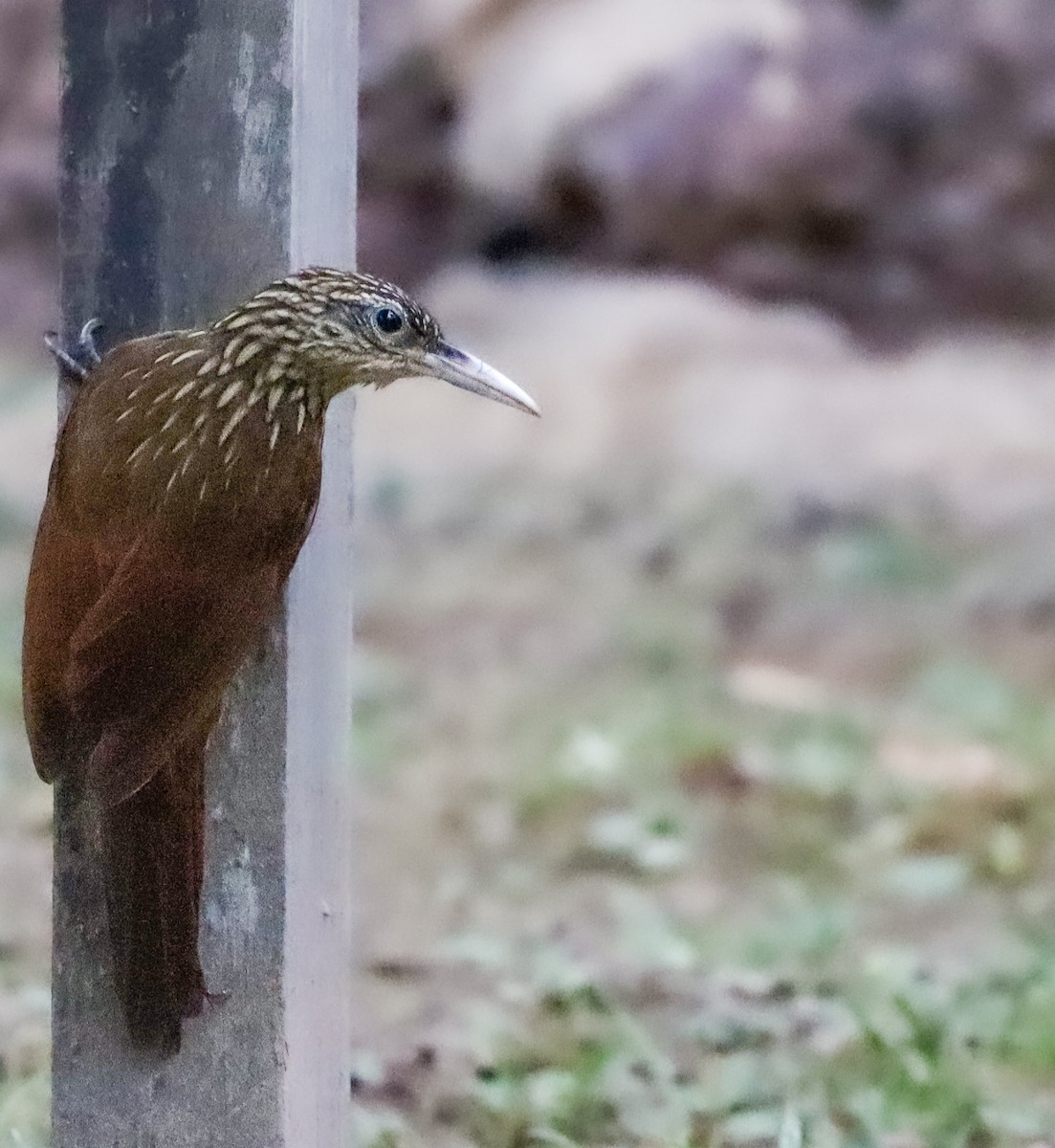 Buff-throated Woodcreeper - ML646193148