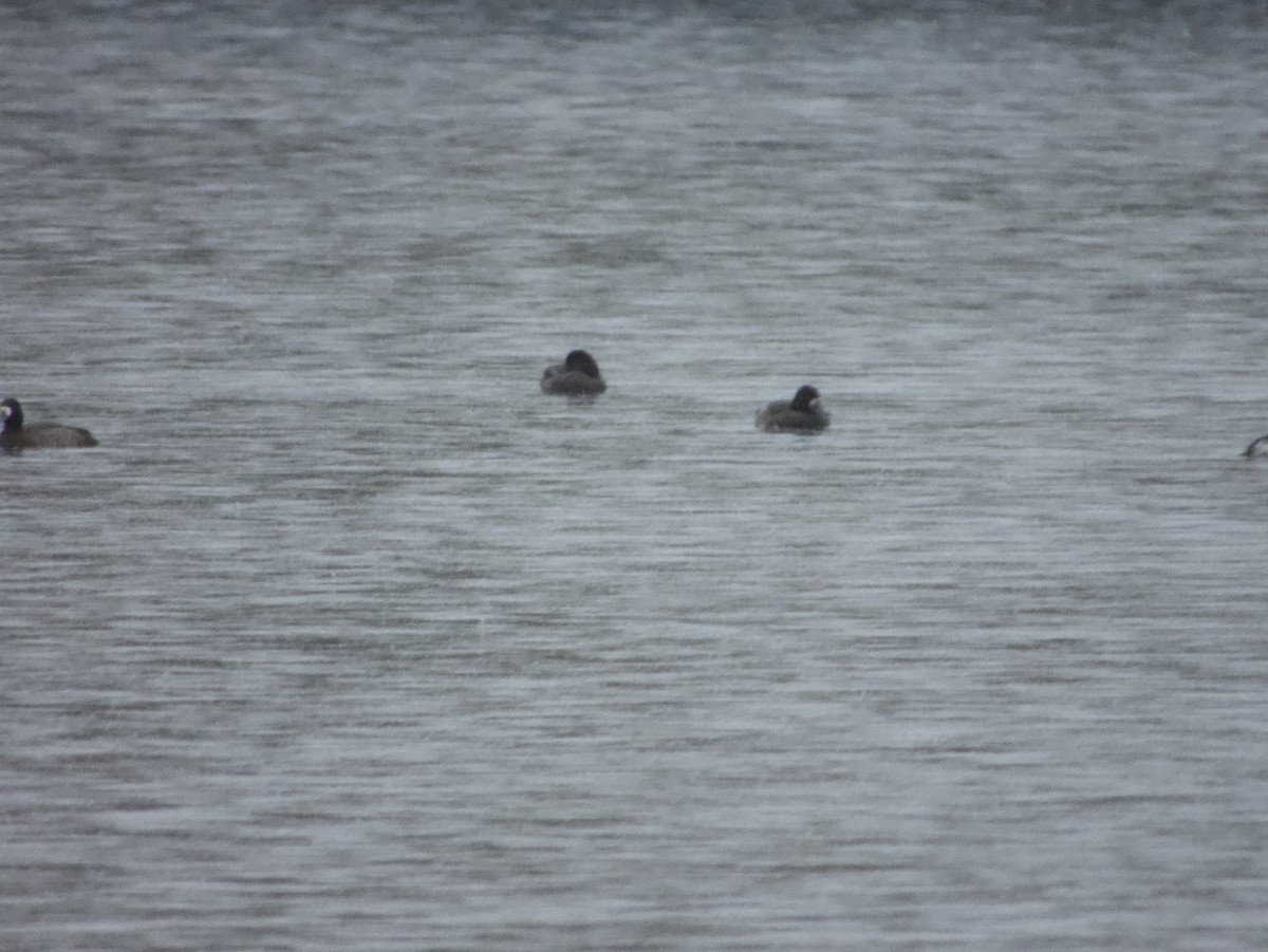 Морская чернеть - ML646193154