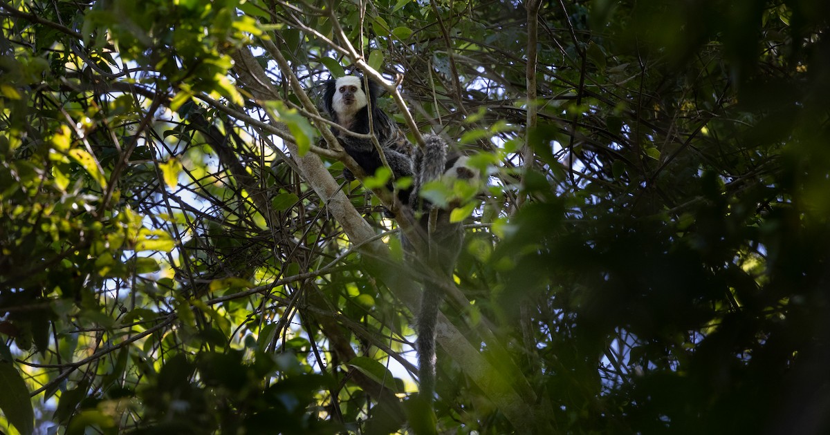 Geoffroy's Tufted-ear Marmoset - ML646193157