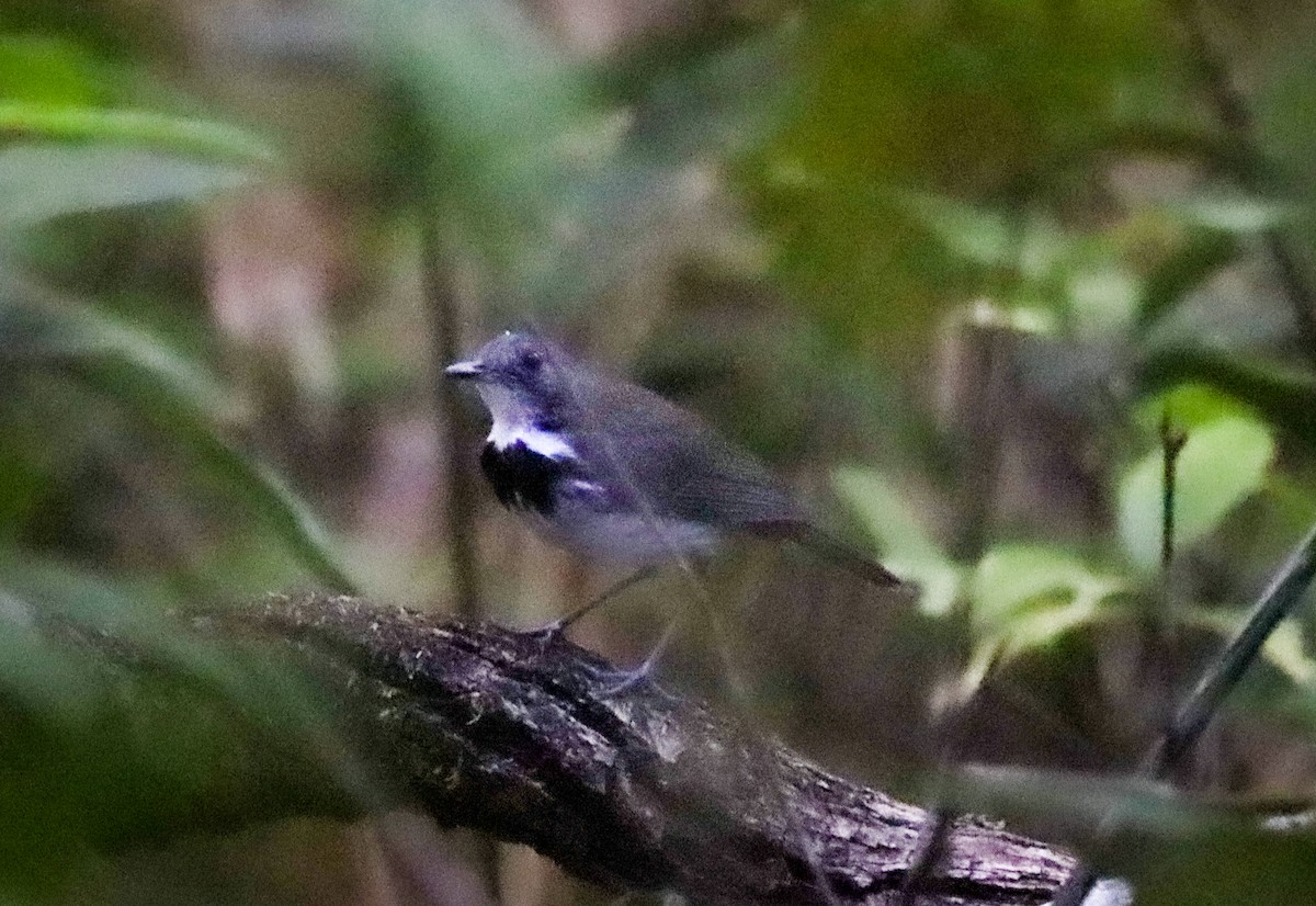 Ringed Antpipit - ML646193158