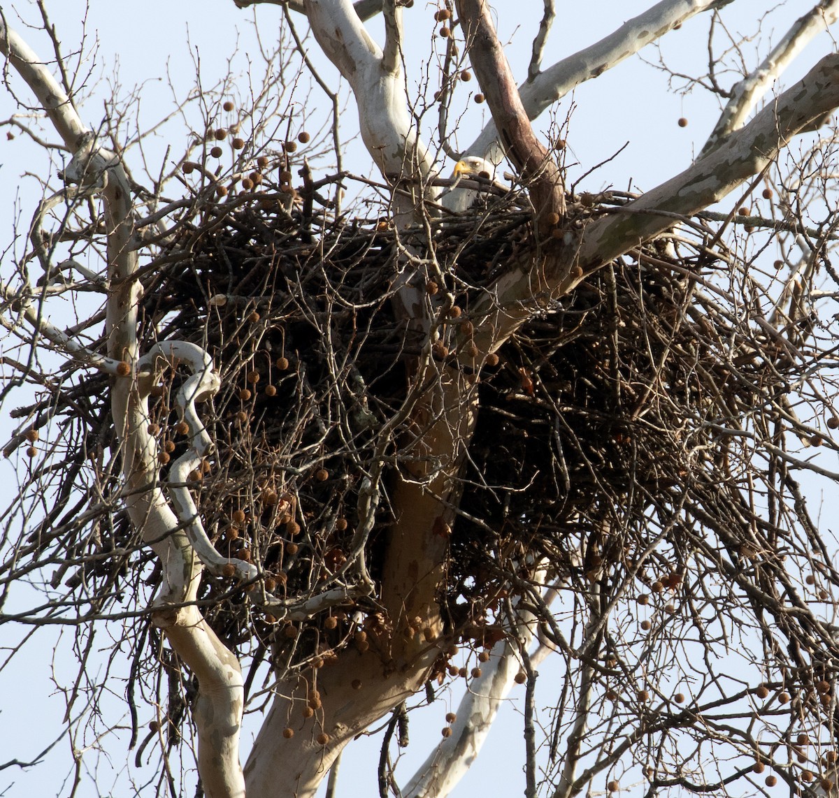 Bald Eagle - ML646193159