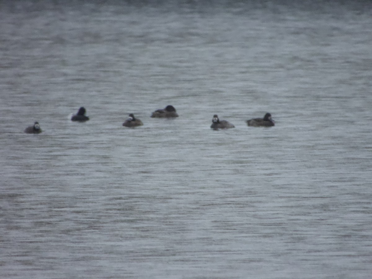 Морская чернеть - ML646193163