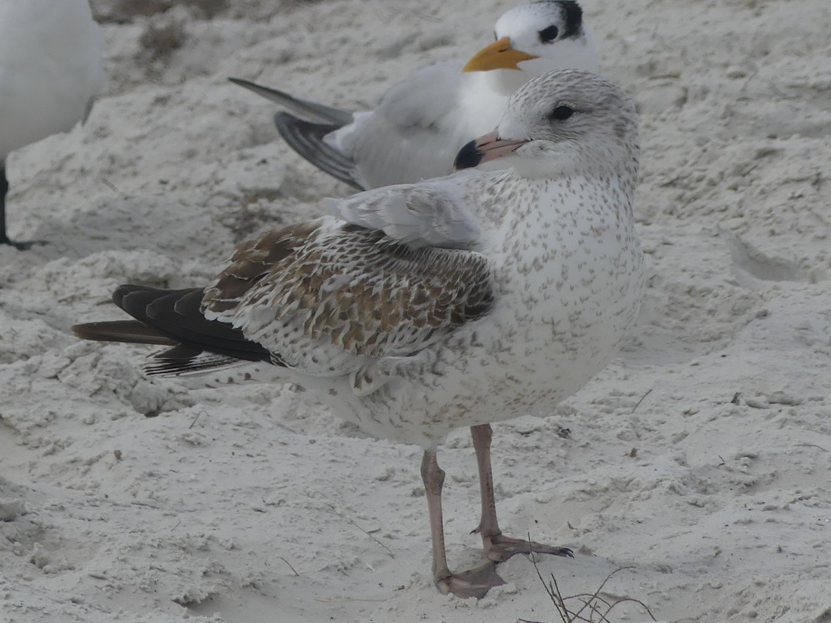 Ringschnabelmöwe - ML646193166