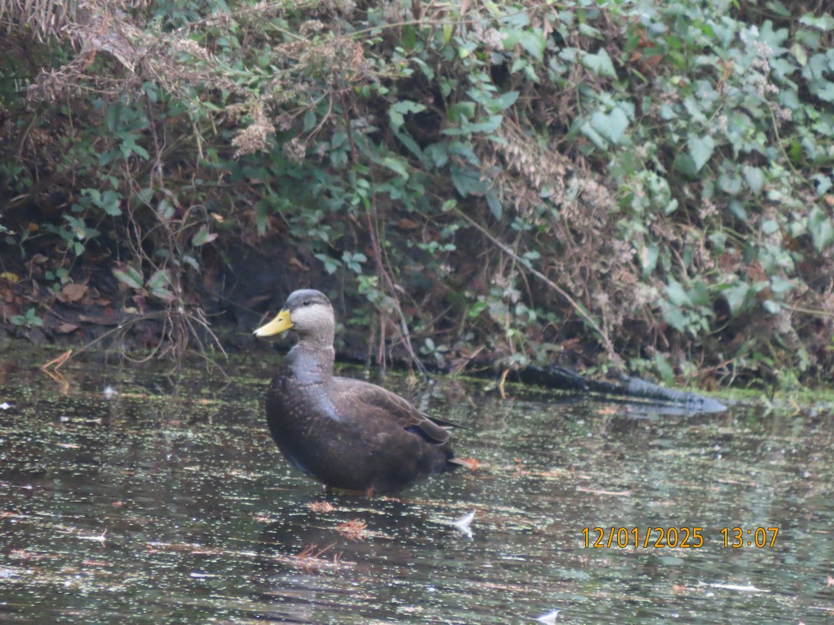 American Black Duck - ML646193174