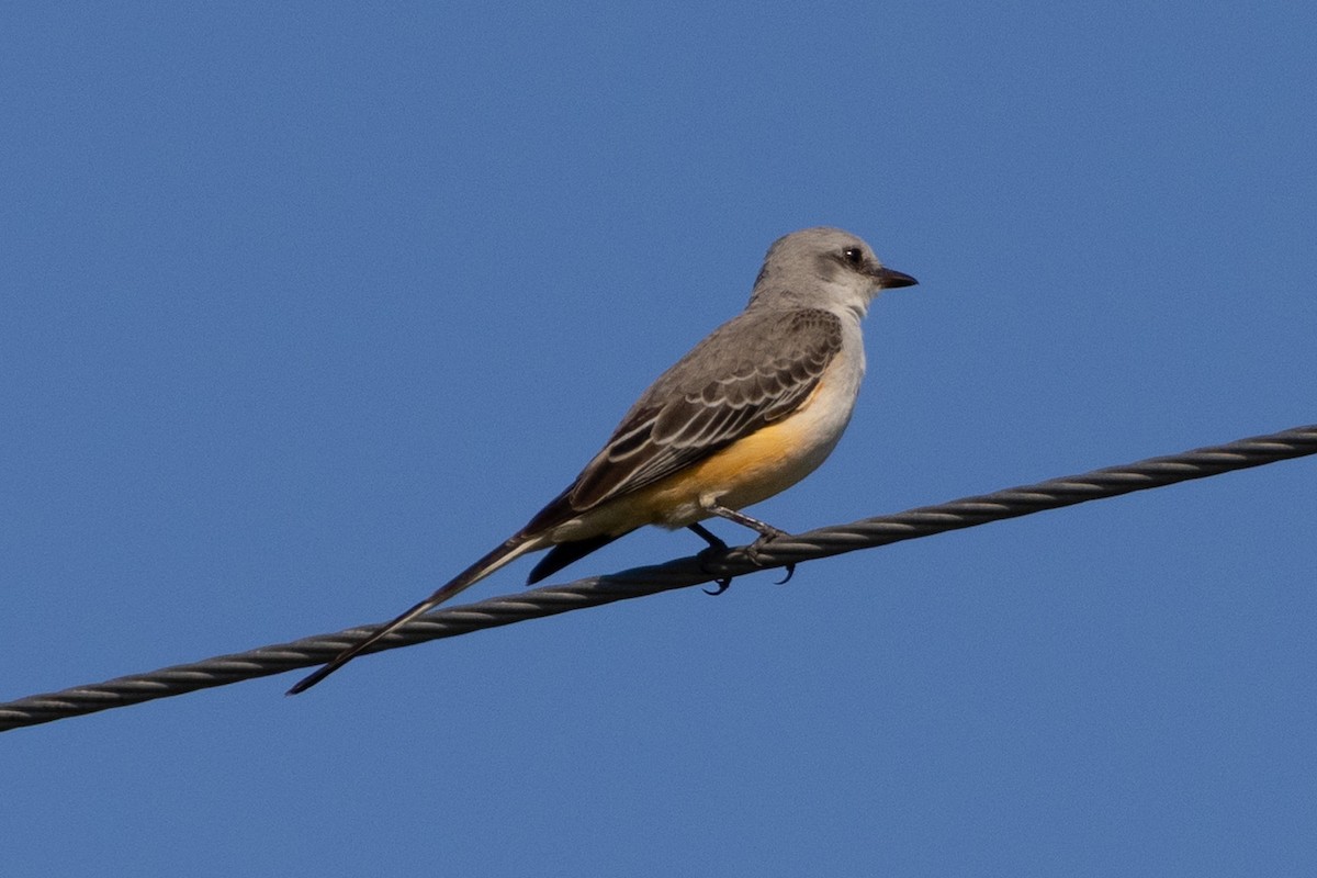 Scissor-tailed Flycatcher - ML646193178