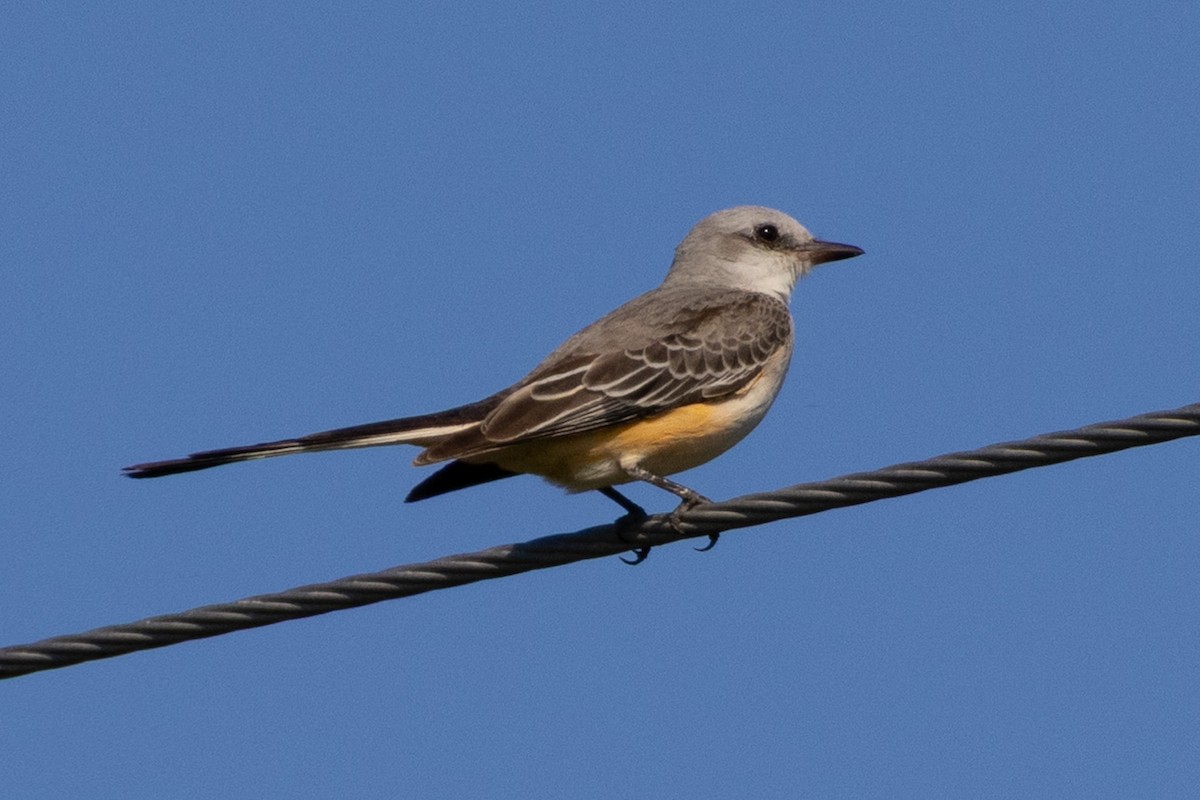 Scissor-tailed Flycatcher - ML646193179