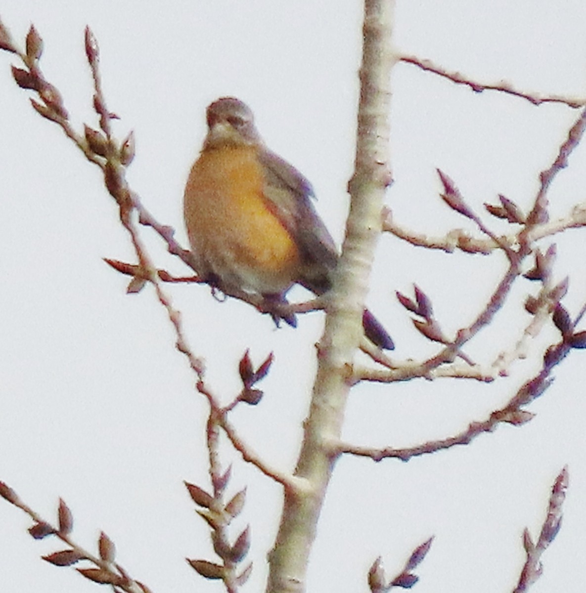 American Robin - ML646193185
