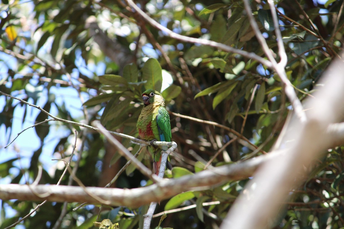 pyrura hnědouchý - ML646193205