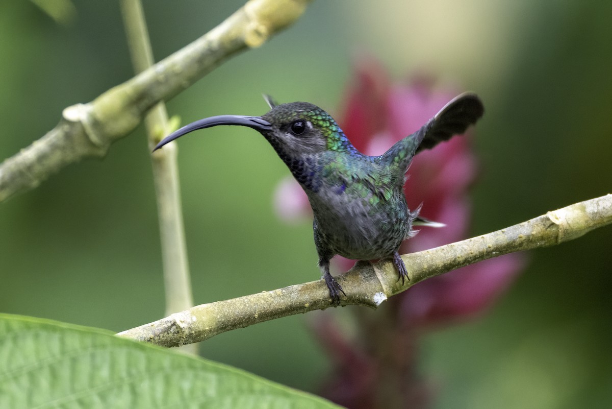 Violet Sabrewing - ML646193220