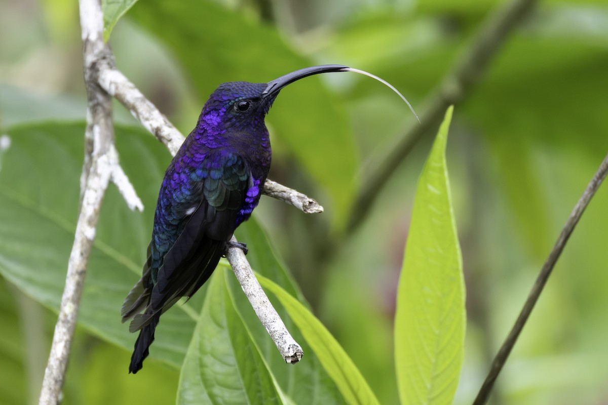 Violet Sabrewing - ML646193221