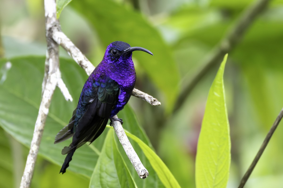 Violet Sabrewing - ML646193222