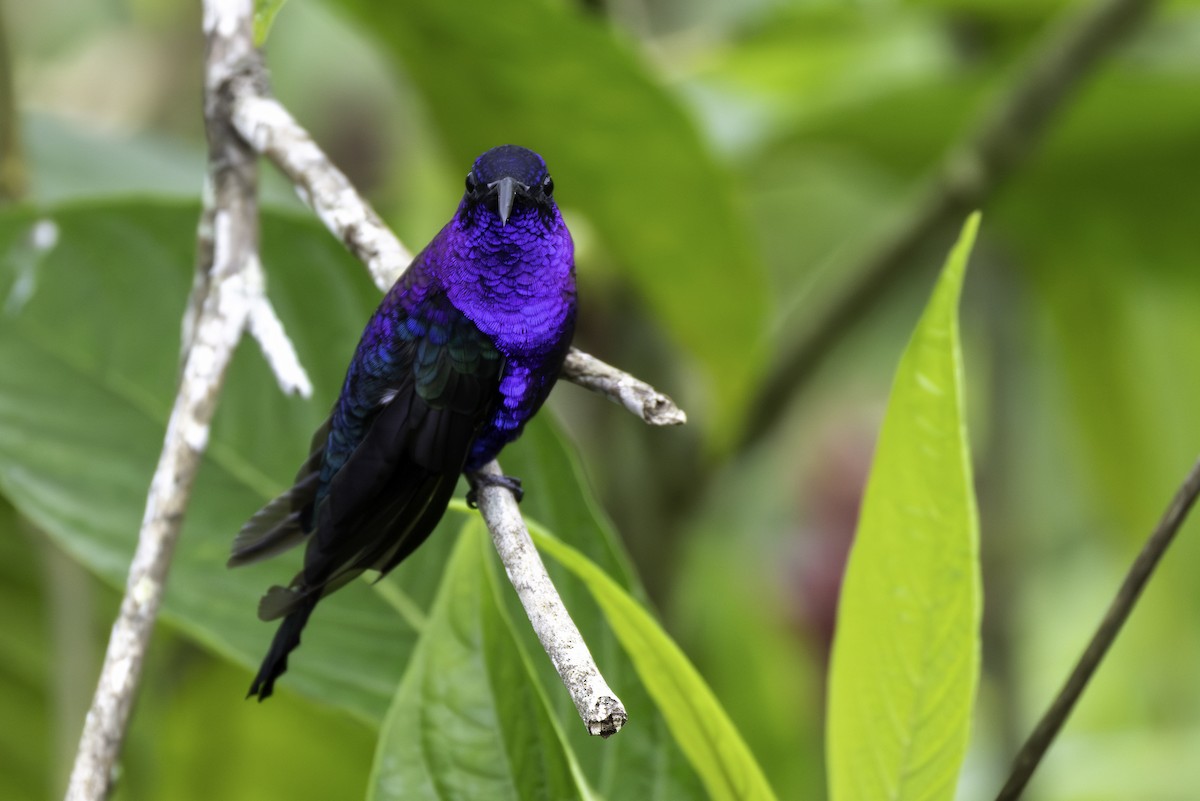 Violet Sabrewing - ML646193223