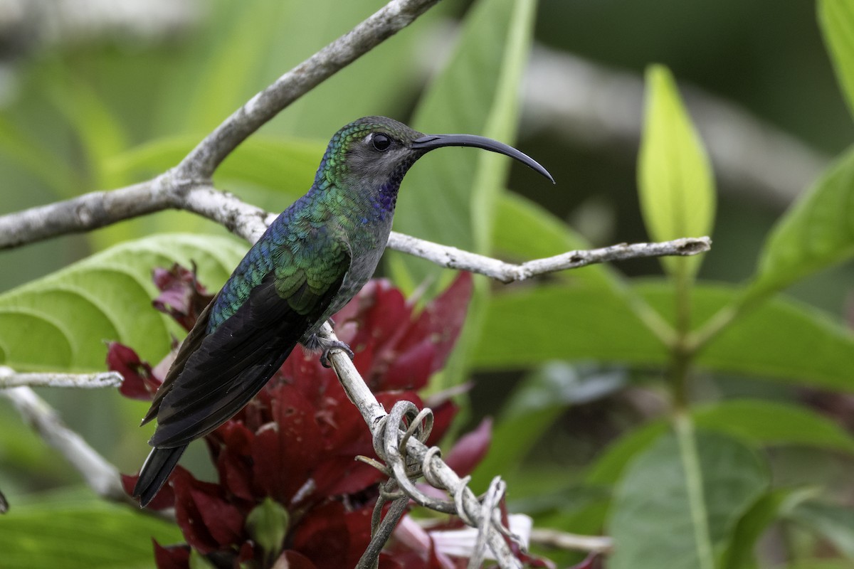 Violet Sabrewing - ML646193224