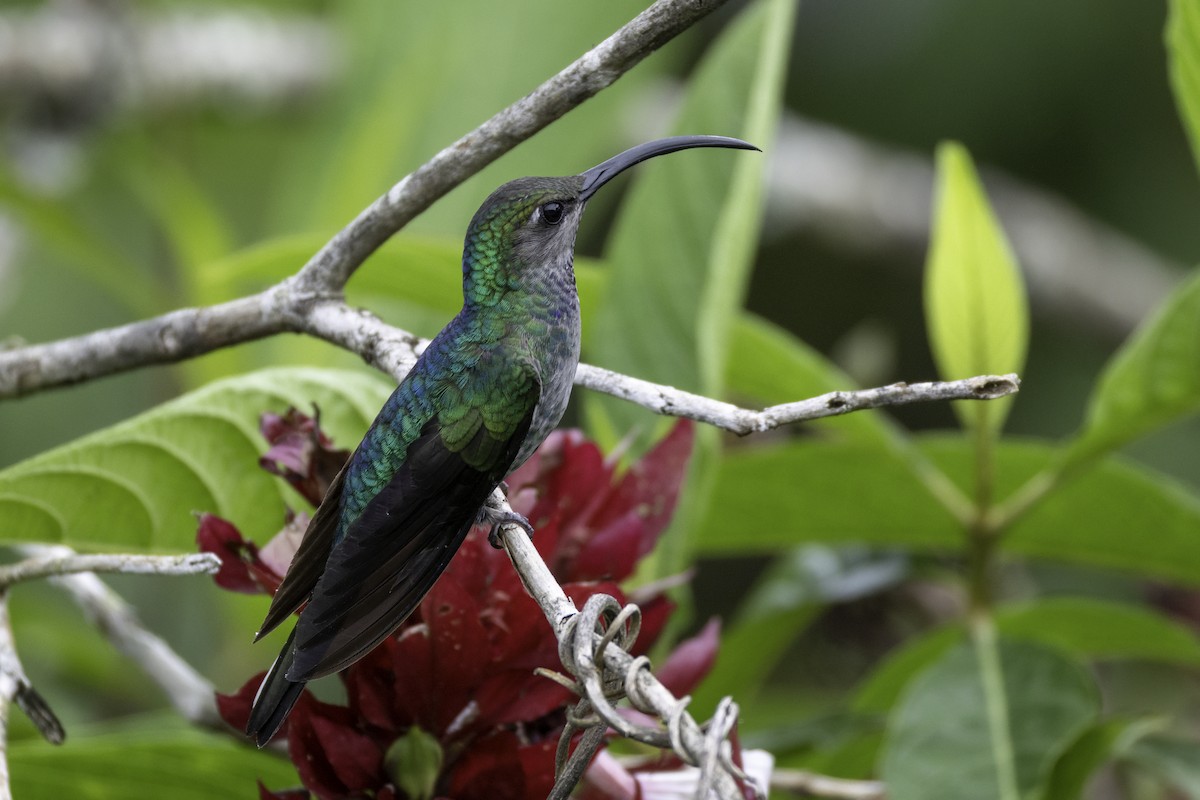 Violet Sabrewing - ML646193225