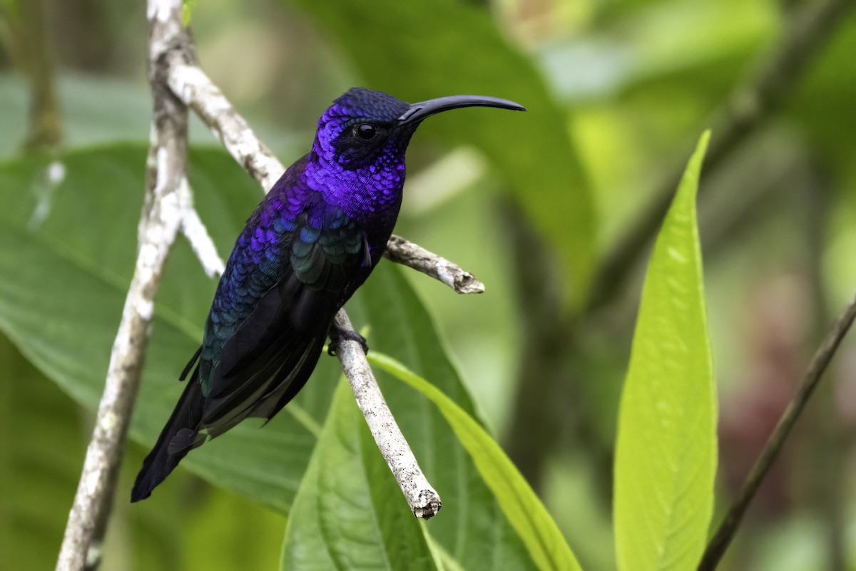 Violet Sabrewing - ML646193226