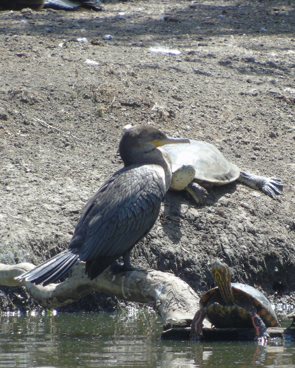 Neotropic Cormorant - ML646193230