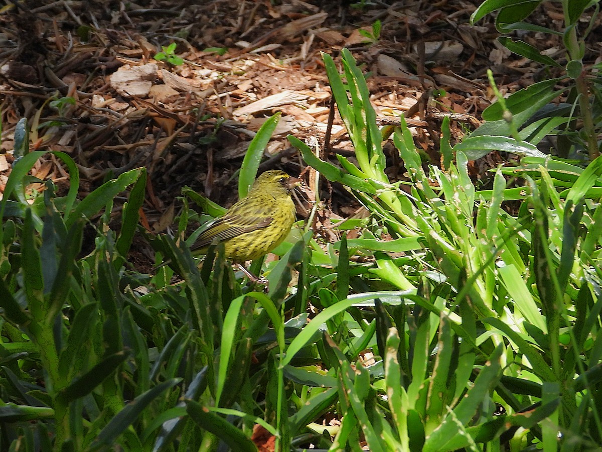 Forest Canary - ML646193231