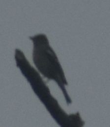 Txonta arrunta - ML646193232