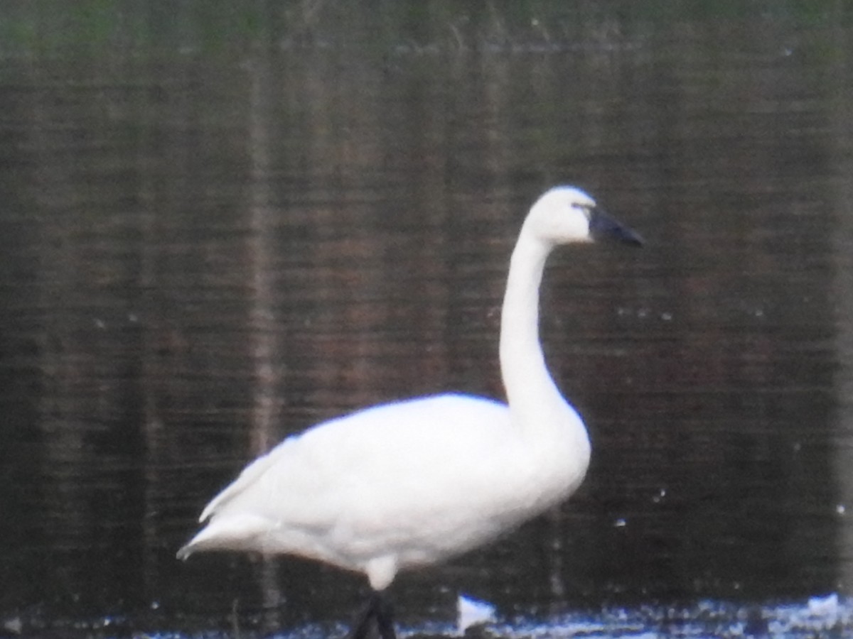 Beltxarga txistularia - ML646193233