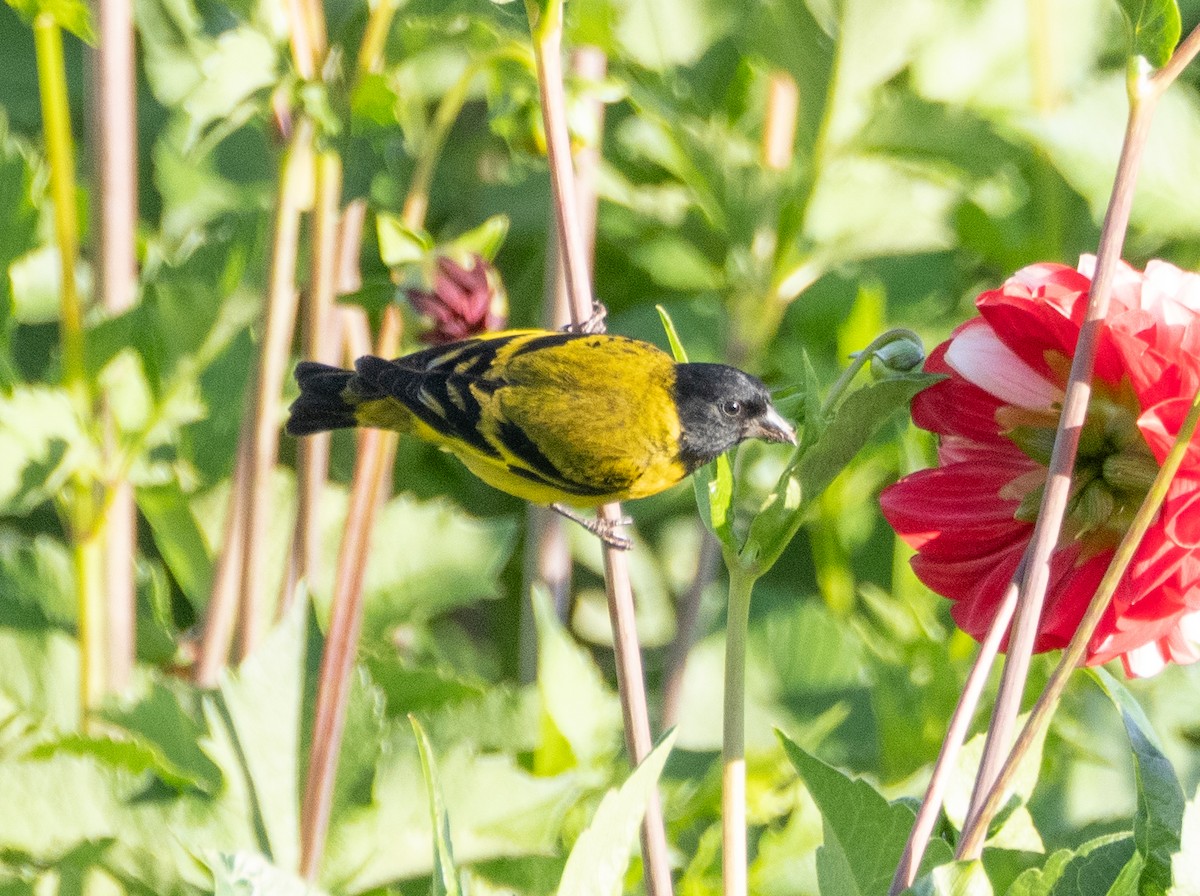 Hooded Siskin - ML646193234