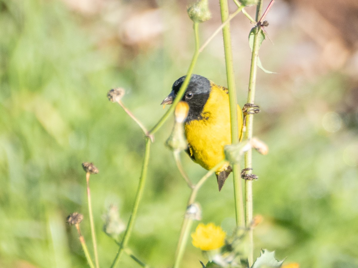 Hooded Siskin - ML646193235