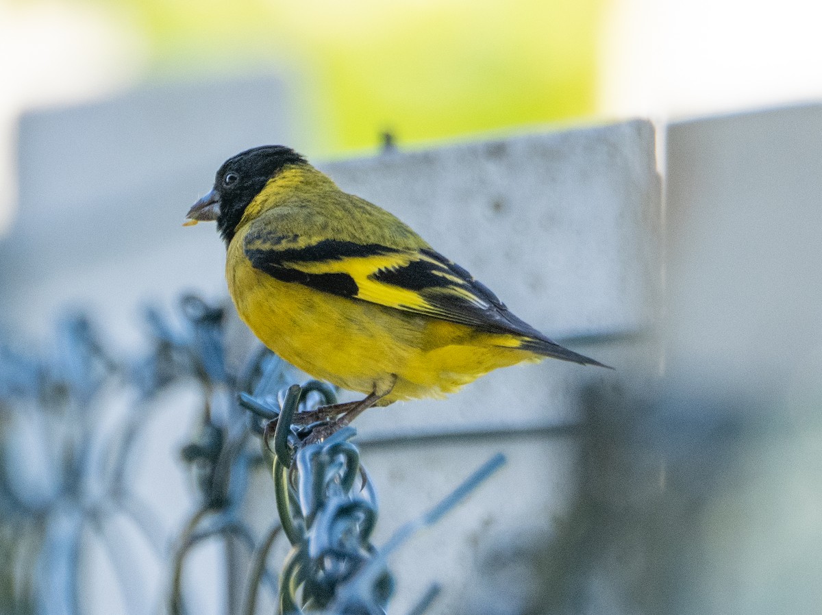 Hooded Siskin - ML646193236