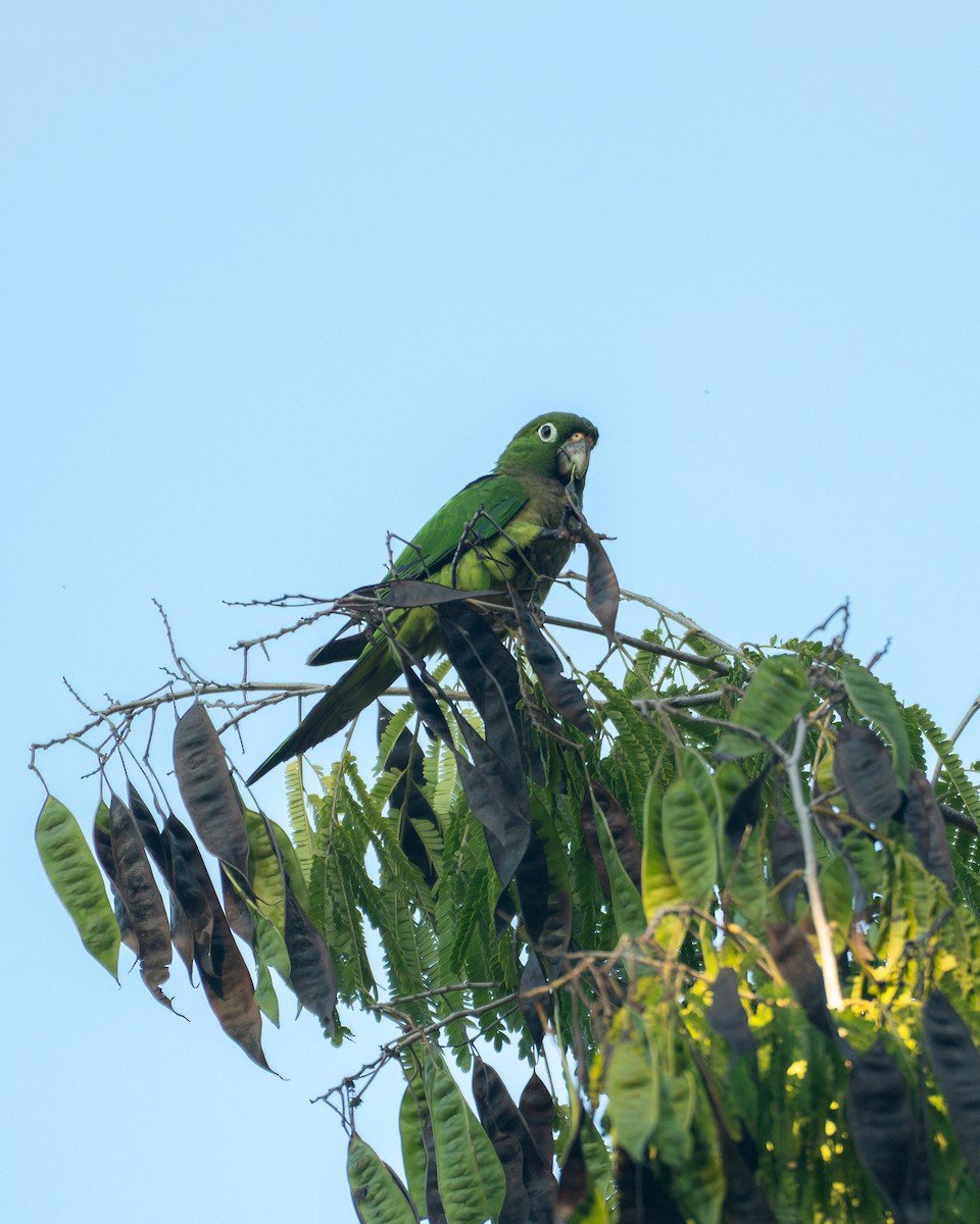 Olive-throated Parakeet - ML646193240