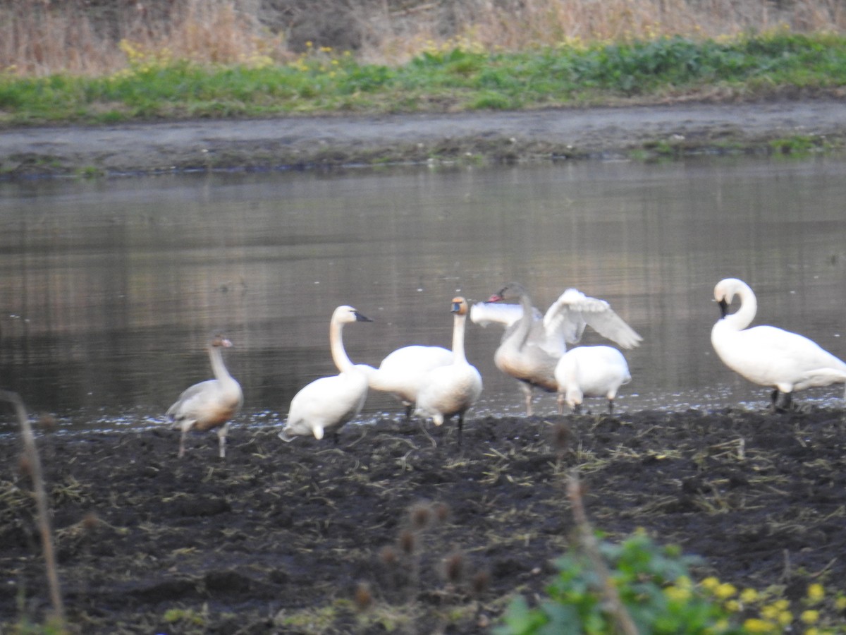 Beltxarga tronpetaria - ML646193241