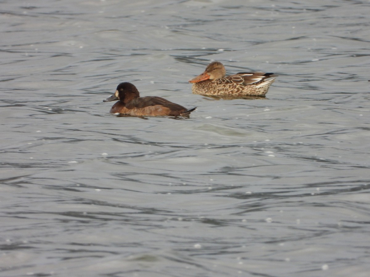 Морская чернеть - ML646193242