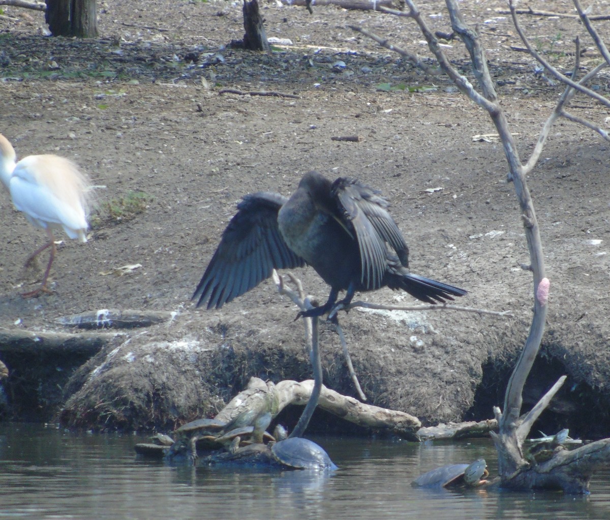 Neotropic Cormorant - ML646193243