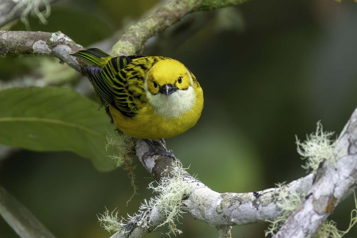 Silver-throated Tanager - ML646193244
