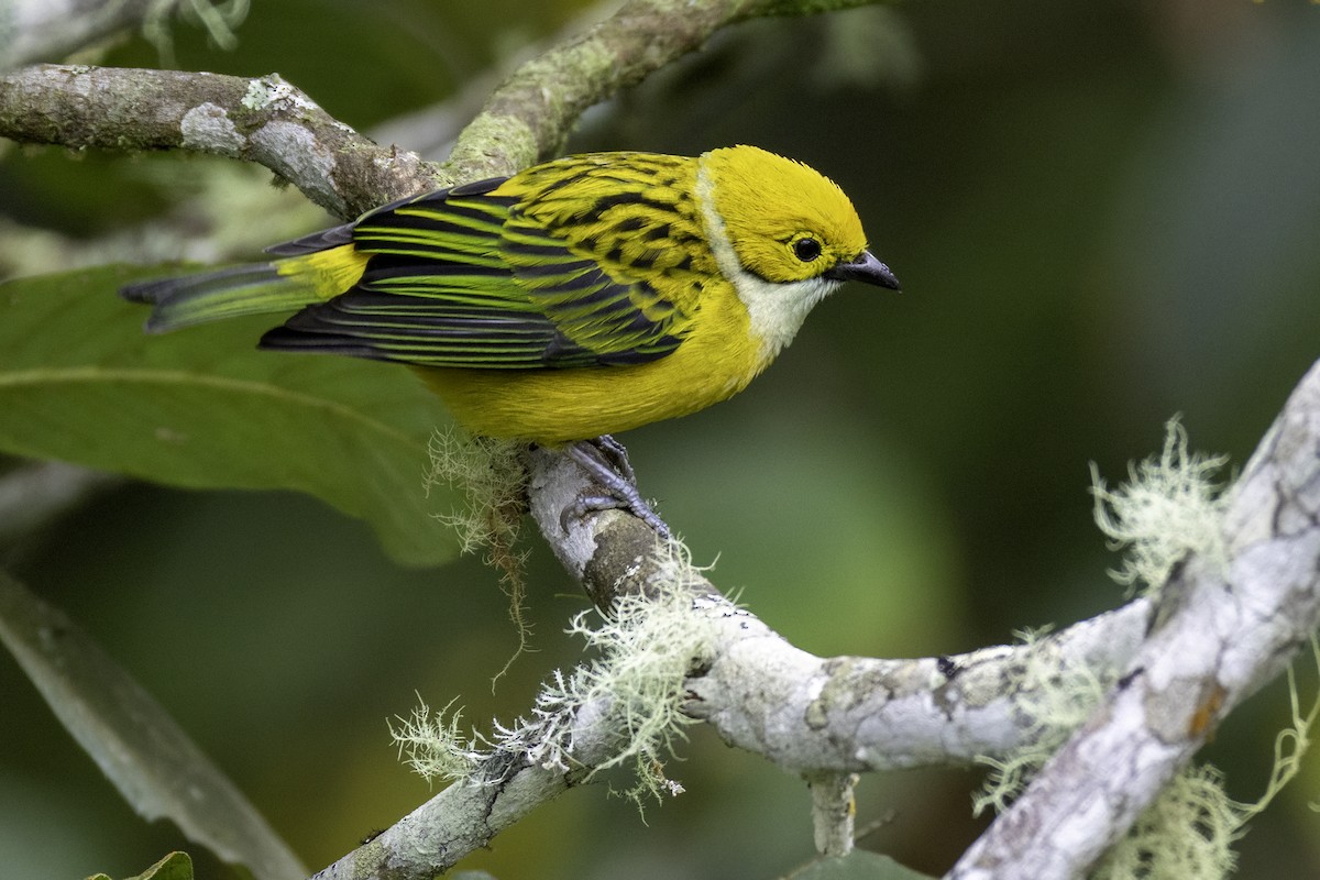 Silver-throated Tanager - ML646193245