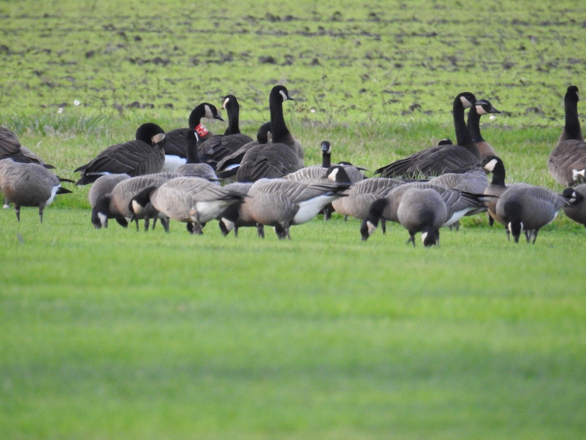 Branta kanadar handia (occidentalis/fulva) - ML646193246