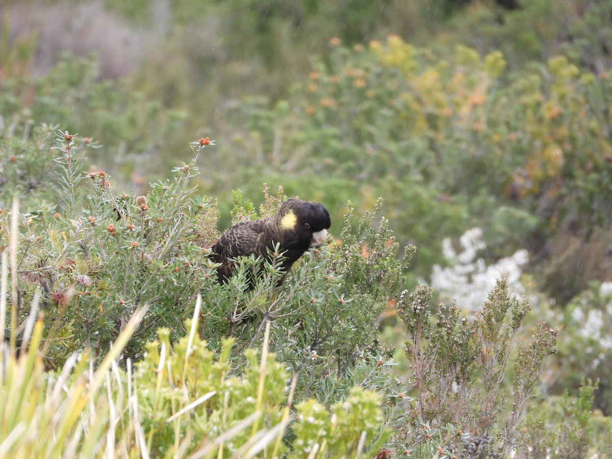 Yellow-tailed Black-Cockatoo - ML646193247