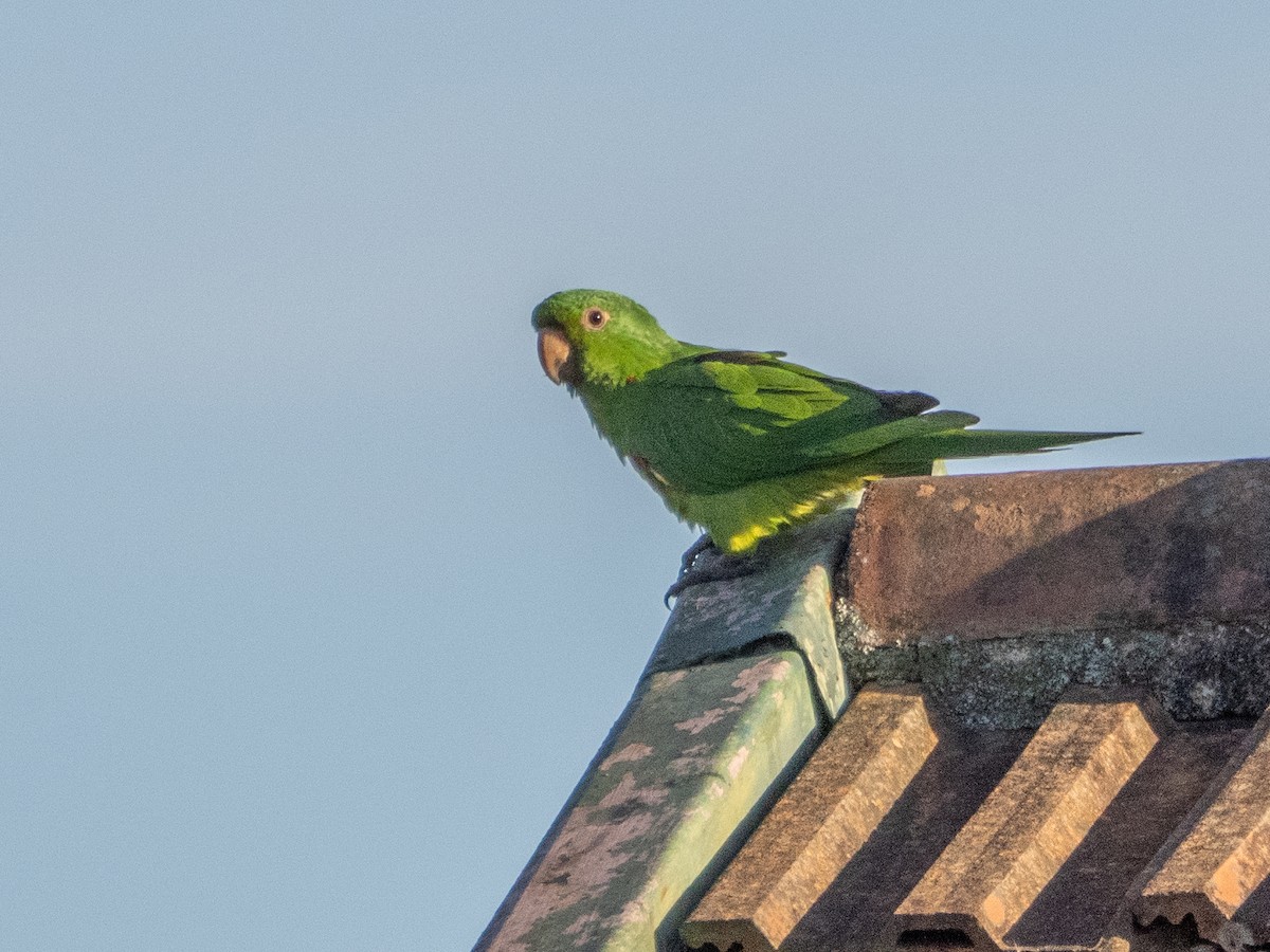 Aratinga begizuria - ML646193248