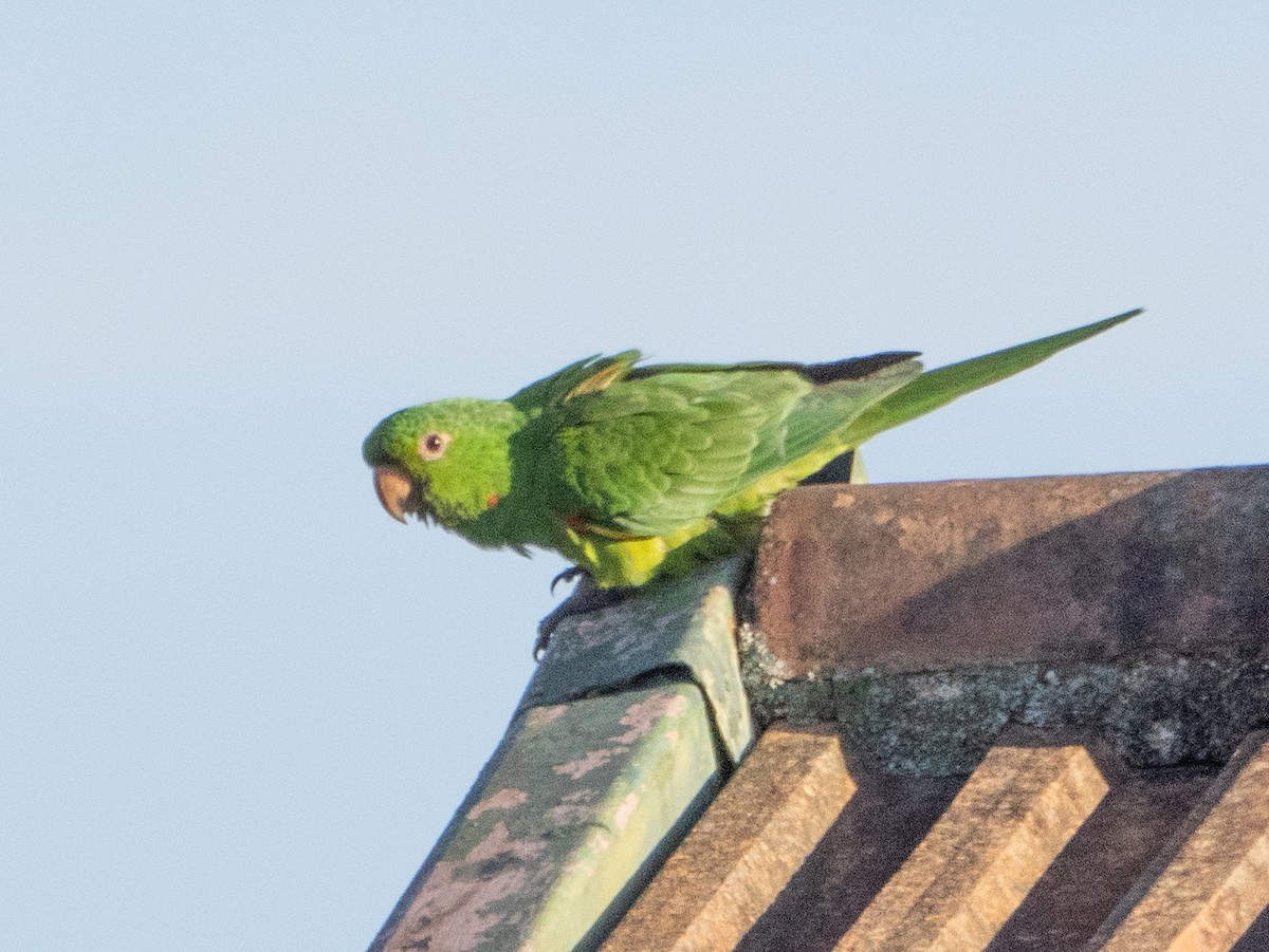 Aratinga begizuria - ML646193249