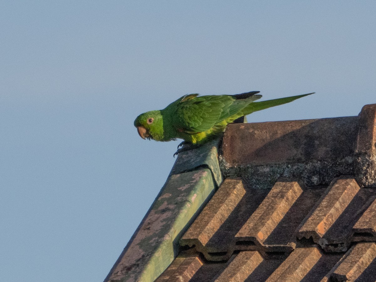 Aratinga begizuria - ML646193250