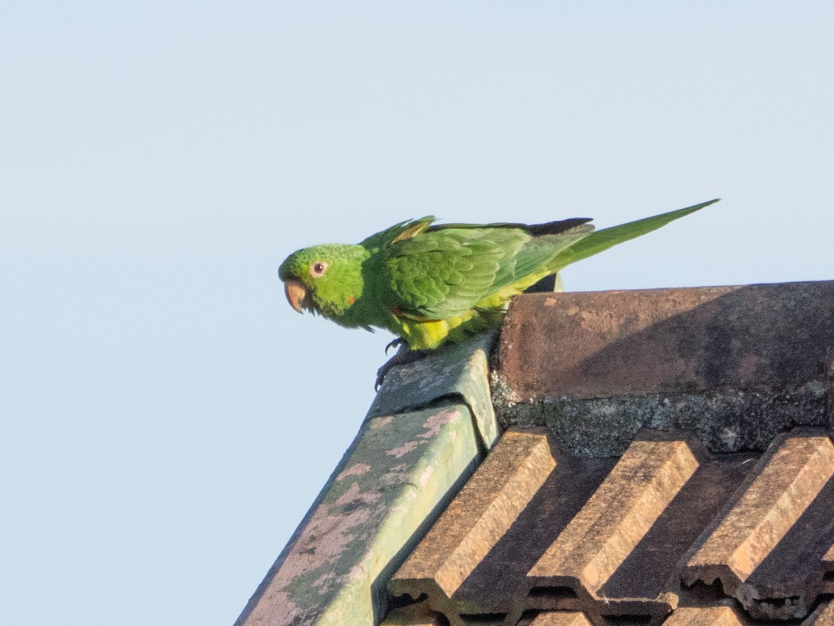 Aratinga begizuria - ML646193251