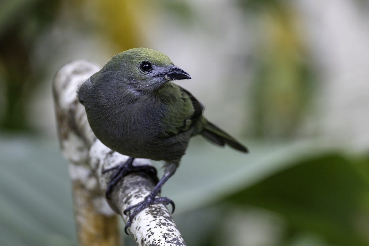 Palm Tanager - ML646193252