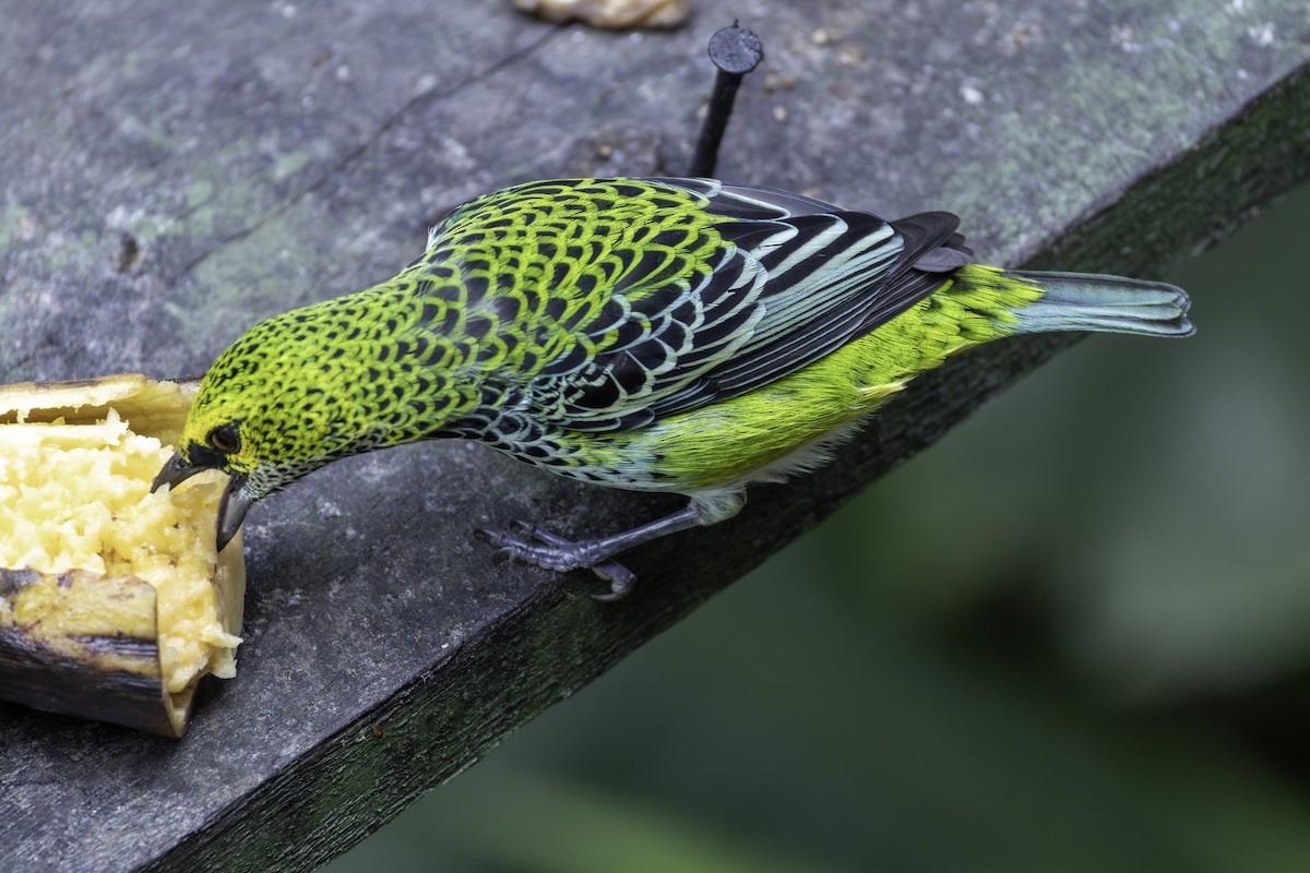 Speckled Tanager - ML646193253