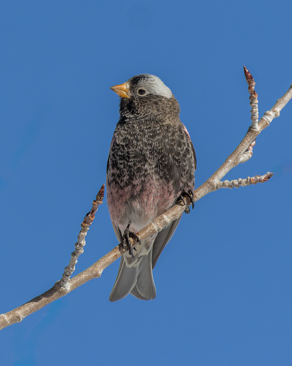 Brown-capped Rosy-Finch - ML646193254