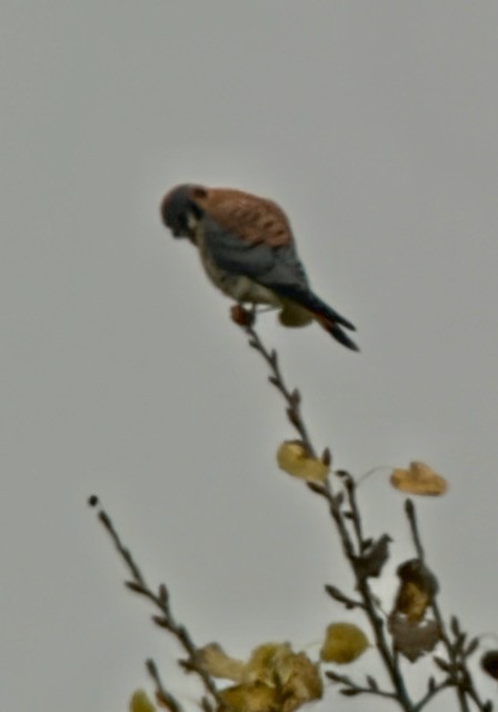 Belatz amerikarra - ML646193255