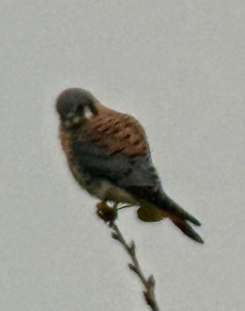 Belatz amerikarra - ML646193256