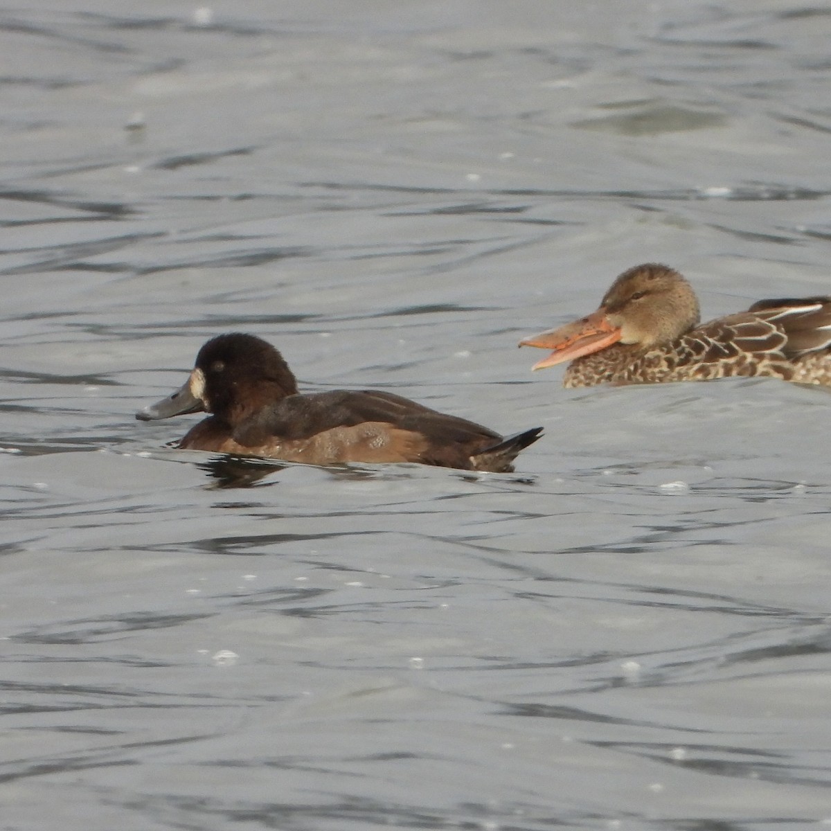 Морская чернеть - ML646193258