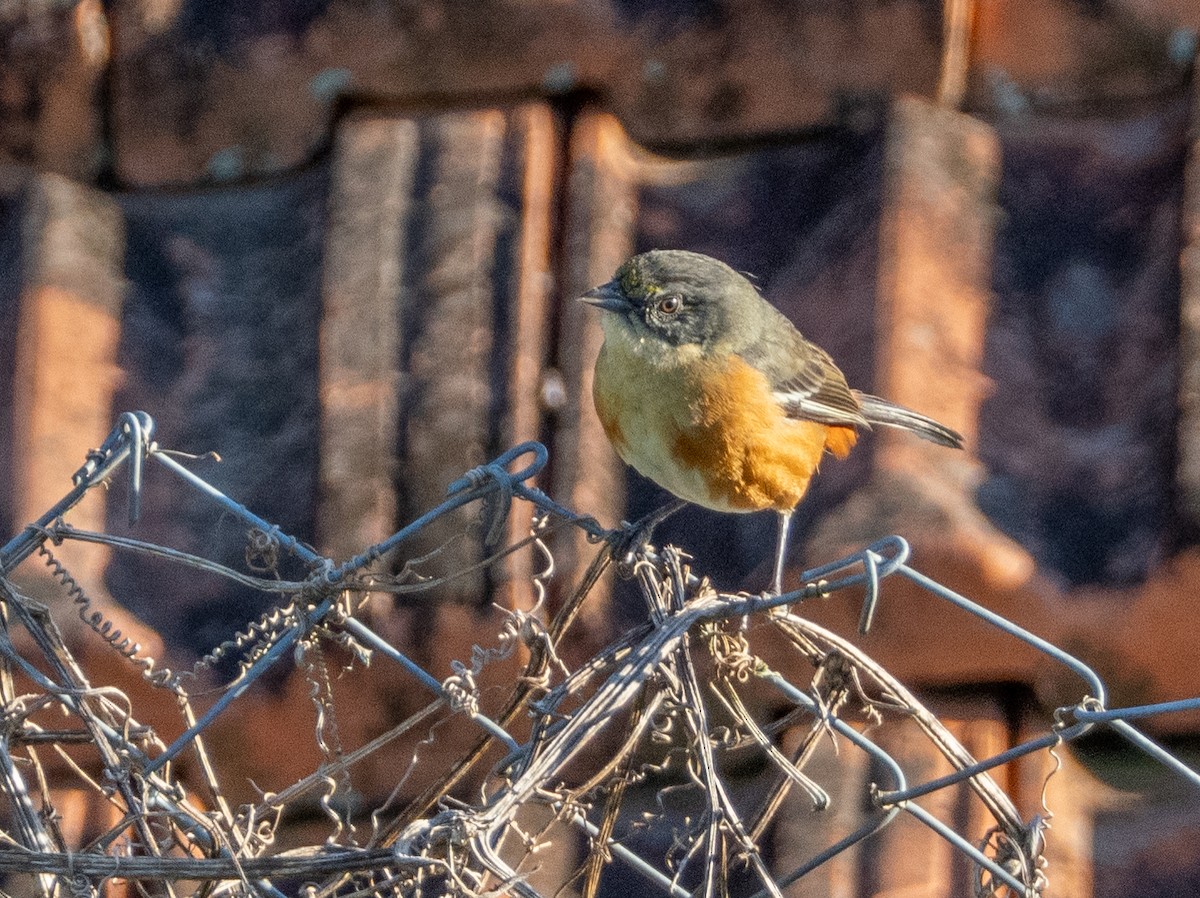 Buff-throated Warbling Finch - ML646193261