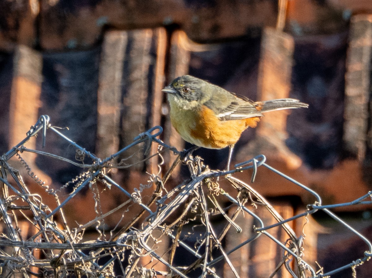 Buff-throated Warbling Finch - ML646193262