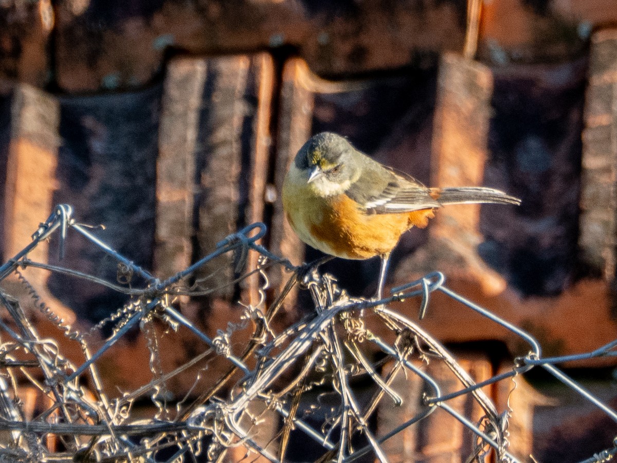 Buff-throated Warbling Finch - ML646193263